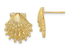 FJC Finejewelers 14k Yellow Gold Lion's Paw Shell Post Earrings